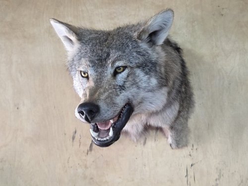 Трофейная голова волка