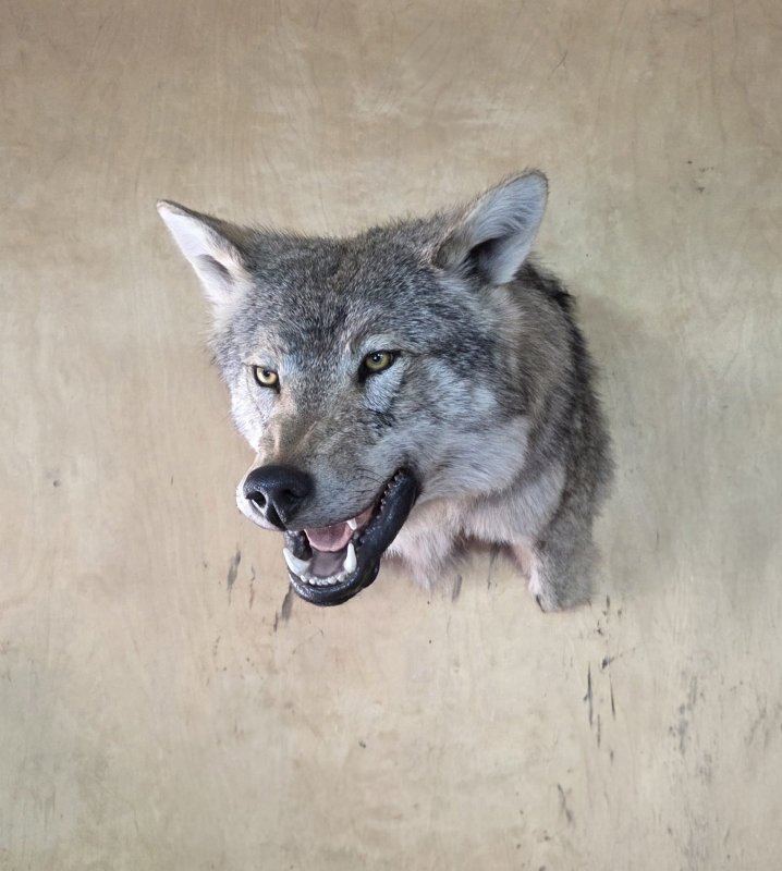 Трофейная голова волка