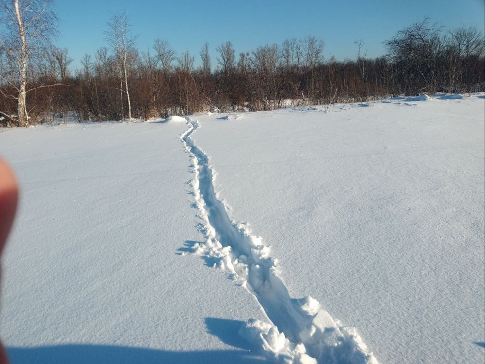 кто знает что за зверь?