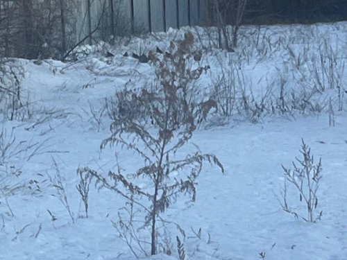 Дожить до Весны...