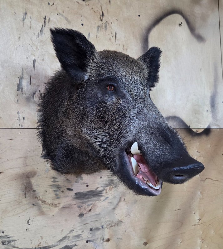 Трофейная голова кабана.