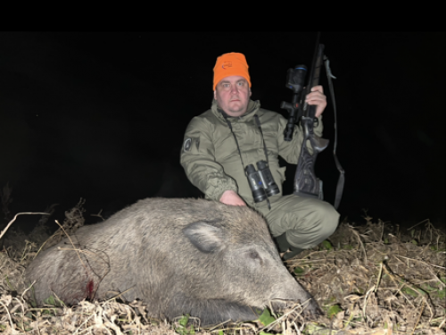 Старый секач