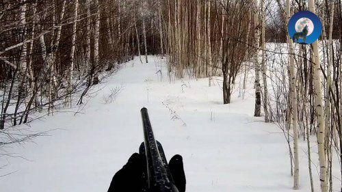 ОХОТА НА ЗАЙЦА. КАКОВО ЭТО БЕГАТЬ ЗА ЗАЙЦЕМ ПО КУСТАМ И БОЛОТУ