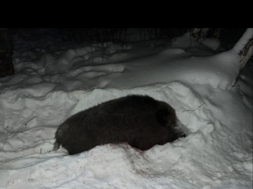 Первый поросенок