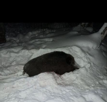 Первый поросенок