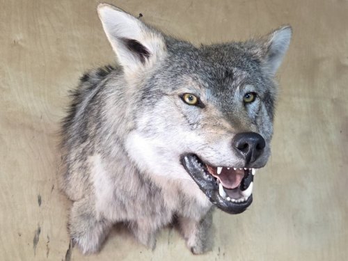 Трофейная голова волка