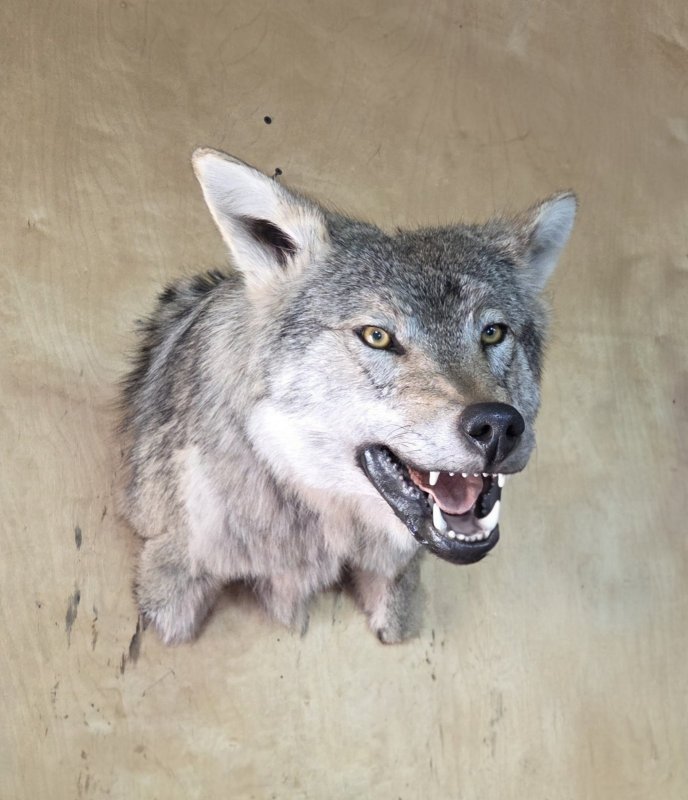 Трофейная голова волка