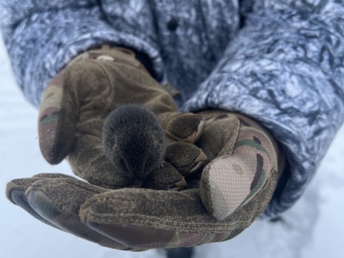 Мышь - тоже зверь