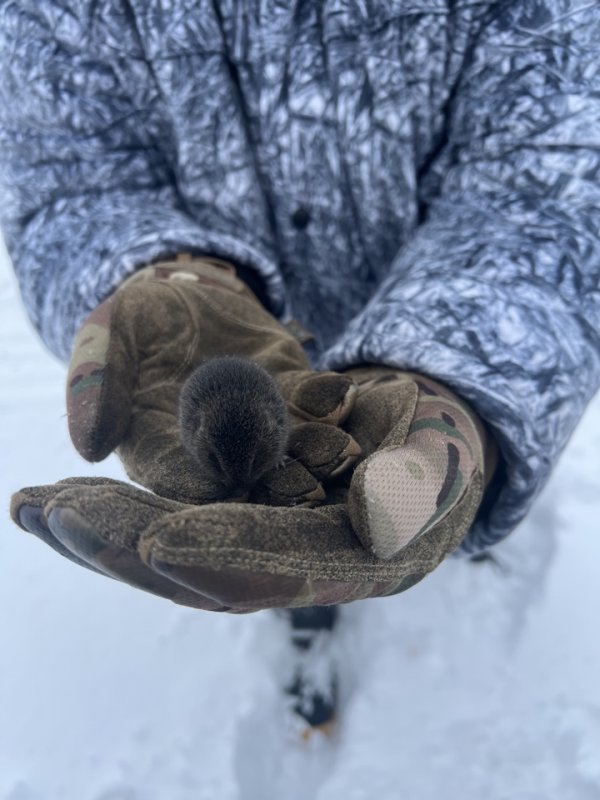 Мышь - тоже зверь