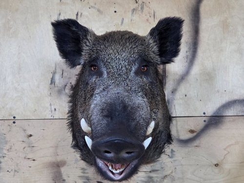 Трофейная голова кабана.