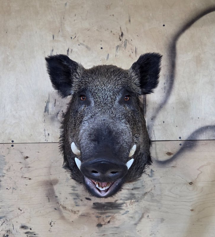 Трофейная голова кабана.