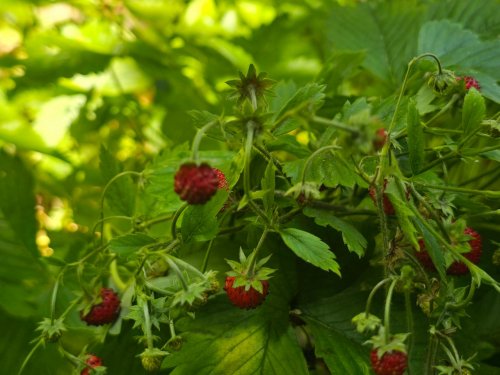 Симфония чая.