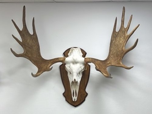 Оформленные трофеи