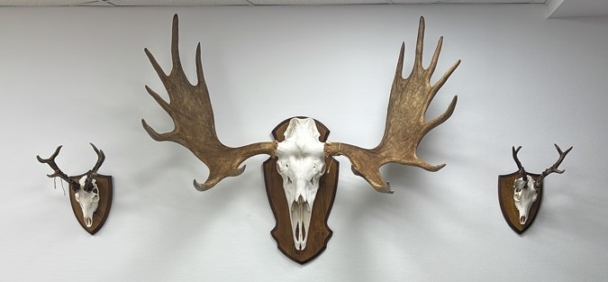 Оформленные трофеи