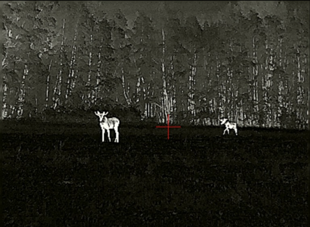 Лоси на гороховом поле