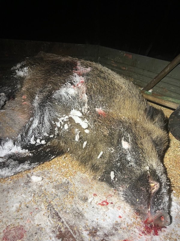 Молодой секач