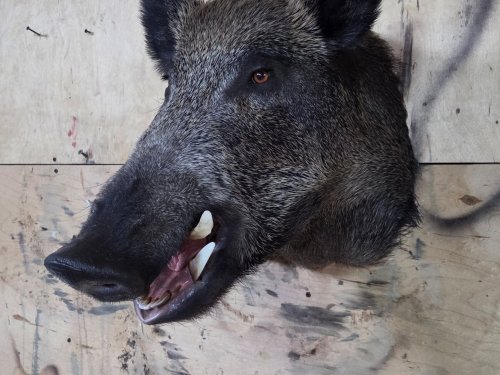 Трофейная голова кабана.