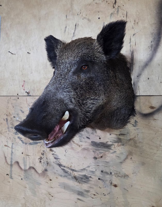 Трофейная голова кабана.