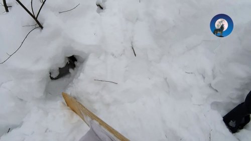 ОХОТА НА ЗАЙЦА НА НОРЕ - ТАКОГО Я ЕЩЕ НЕ ВИДЕЛ!