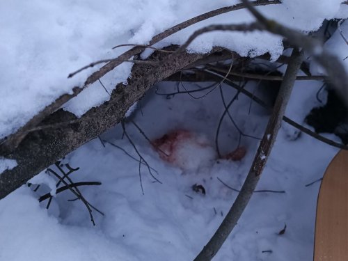 Лисица поймала зайца