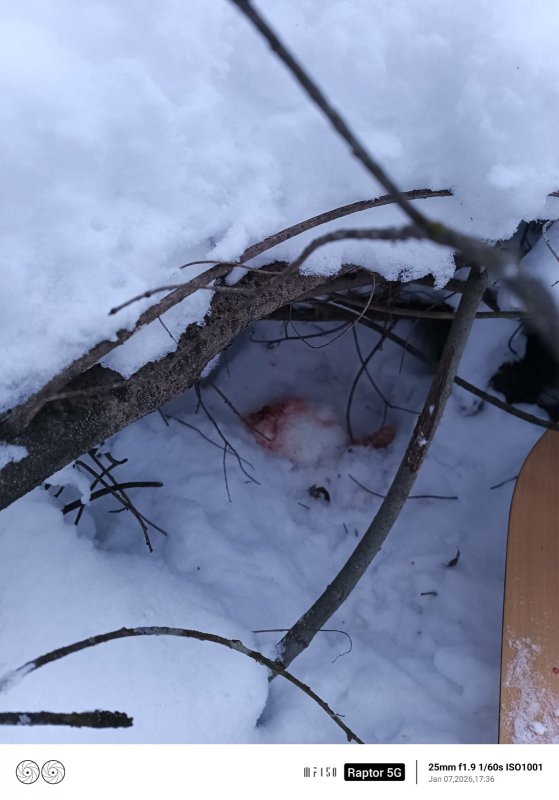 Лисица поймала зайца