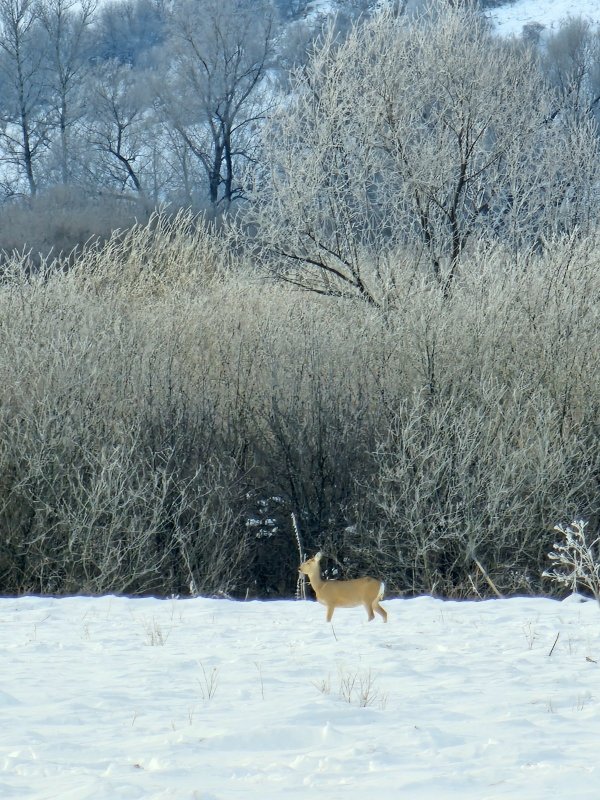 Спокойствие