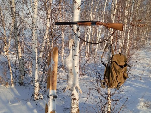 12 января 2026г - 13 русак сезона...