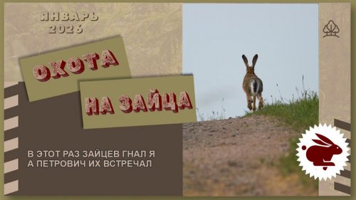 ОДИН  ГОНИТ, ДРУГОЙ  ВСТРЕЧАЕТ. Охота на зайца - русака