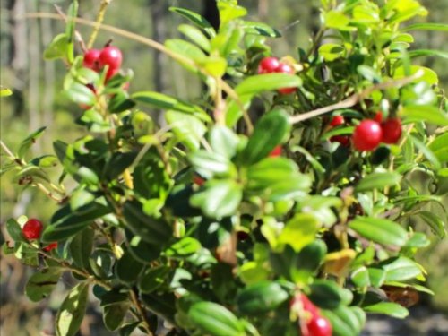 Таёжный чай. 1