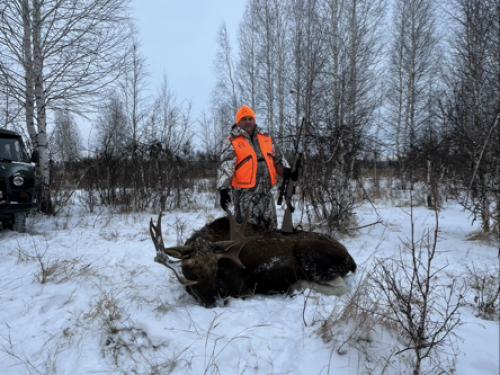 Не молодой и не старый лось )