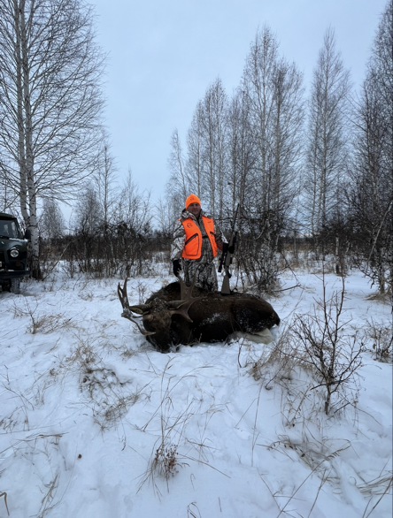 Не молодой и не старый лось )