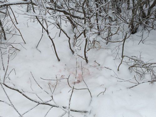 Лисица поймала зайца.