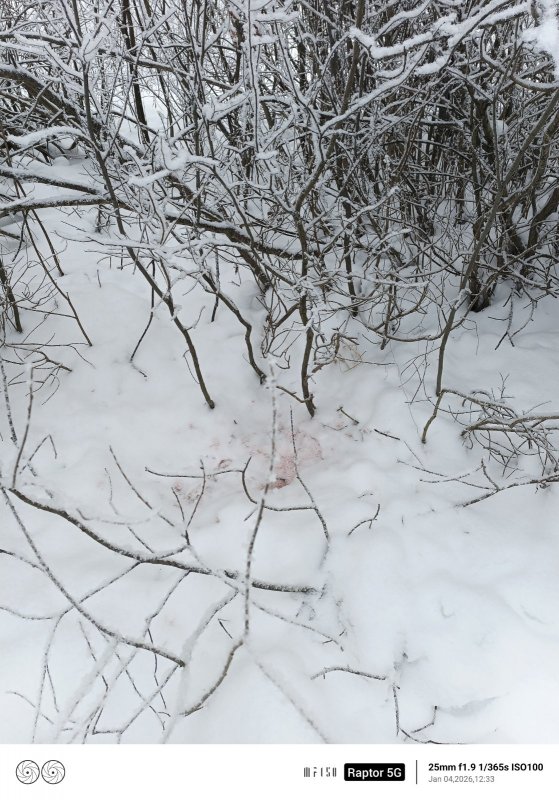 Лисица поймала зайца.