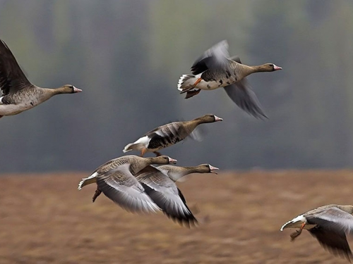 С начала марта в Алтайском крае стартует прием заявлений на весеннюю охоту