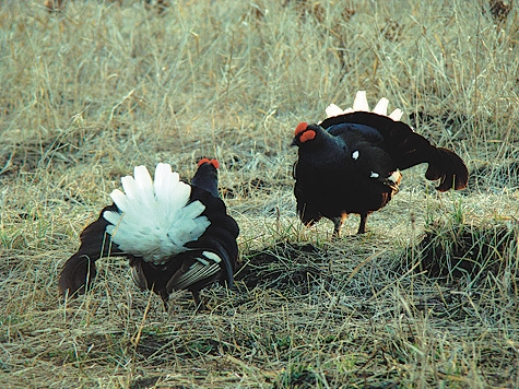 С 16 февраля начинаются выдачи разрешений на весеннюю охоту 2026 года в Омской области
