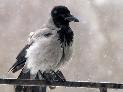 Об этом про ворон вы не прочтёте нигде! Я первая.