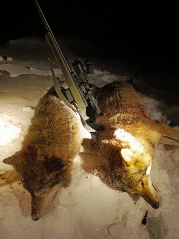 Очередной дуплет