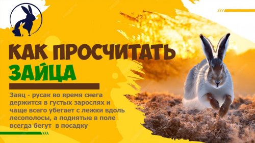 ЗАЙЦА МОЖНО ПРОСЧИТАТЬ. Охота сезона  2025-2026