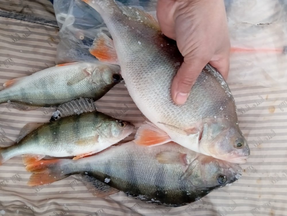 На русаков не получилось - съездил на рыбалку.