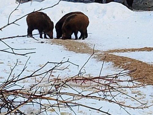 Съездил покормил зверушек.