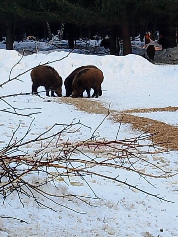 Съездил покормил зверушек.
