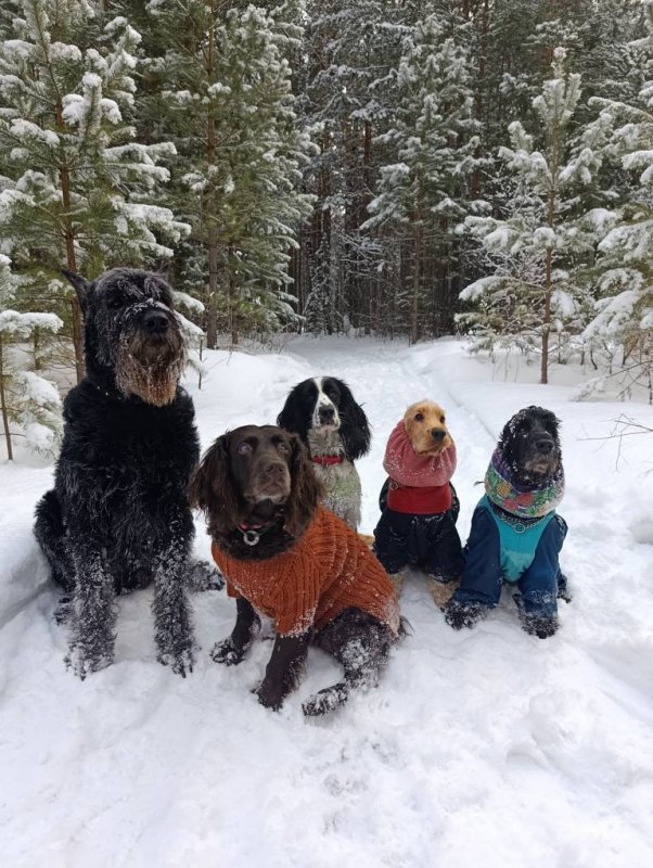 Интернациональная компания спаниелей