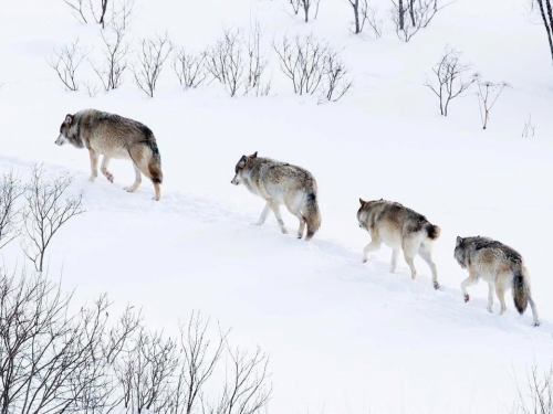 Томская область вводит вознаграждение в 30 тысяч рублей за каждого добытого волка