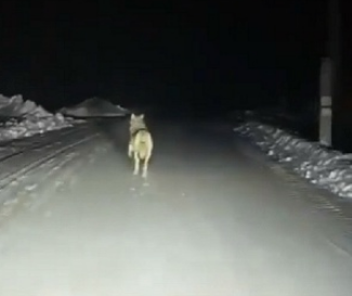 Волки в селе Бергуль: сельчане в опасности, охотник спас ситуацию