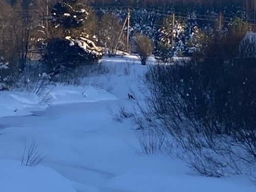 Фотовыстрел - лисичка:)