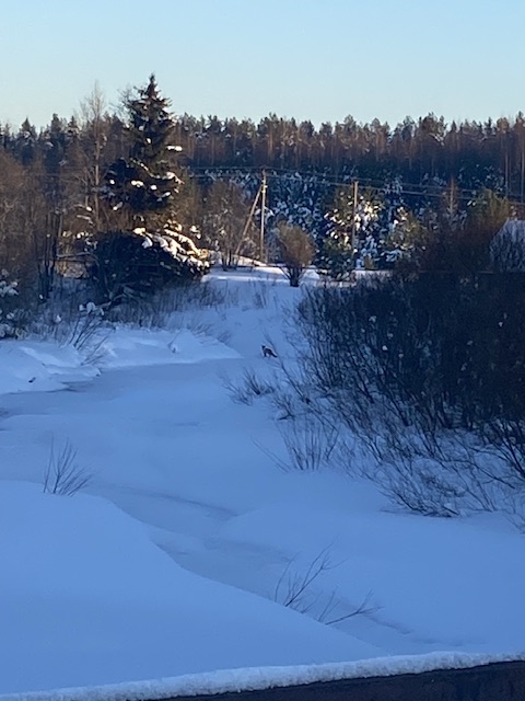 Фотовыстрел - лисичка:)