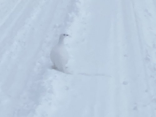 Фотовыстрел - белая куропатка