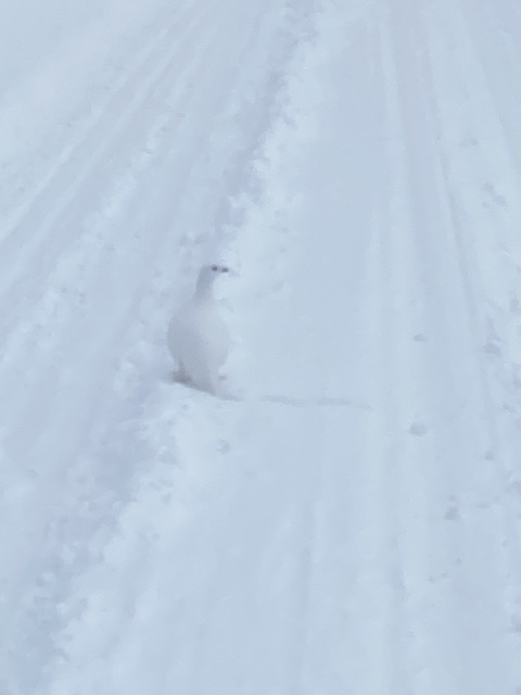 Фотовыстрел - белая куропатка