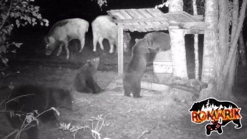 Занимательная охота за лакомствами: медведь-акробат и терпеливый кабан!