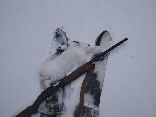 Февральские зайцы, самые трудовые.